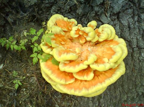 Edible Mushroom Identification | ... mushrooms, wich I think they are ...