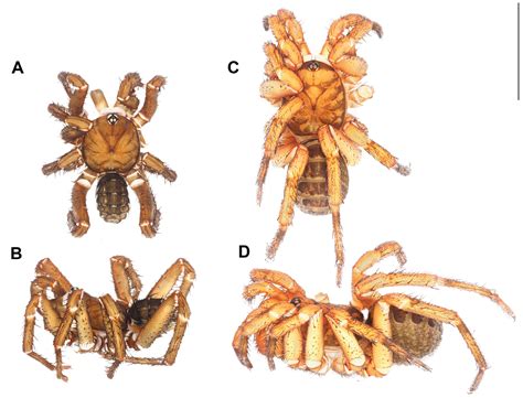 ﻿Seven new species of the segmented spider genus Liphistius (Mesothelae ...