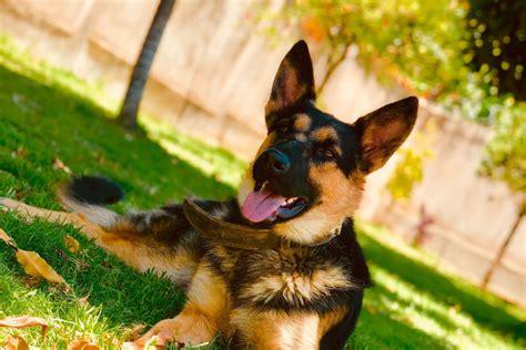 German Shepherd Obedience Training - Dogs Training Tips