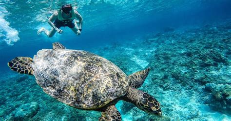 From Lombok: Gili Islands Snorkeling Day Trip | GetYourGuide