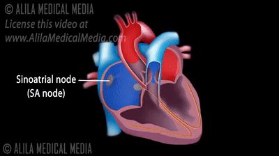 Heart Conduction System GIF