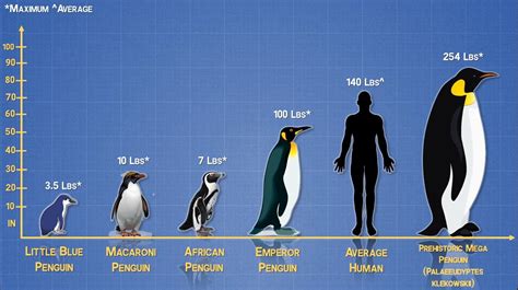 Prehistoric penguins were 6'8" tall and weighed twice as much as an ...