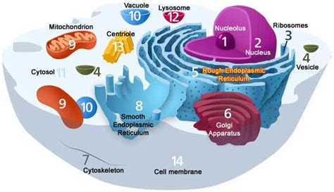 Domain Eukarya Kingdoms | Three Domains of Life | BioExplorer