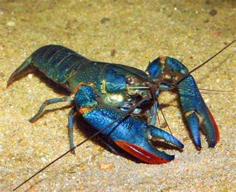 Australian Blue Yabbie Freshwater Lobster | AzGardens.com