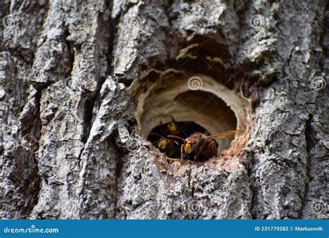 Giant Hornets at Their Nest Entrance Stock Photo - Image of twig ...