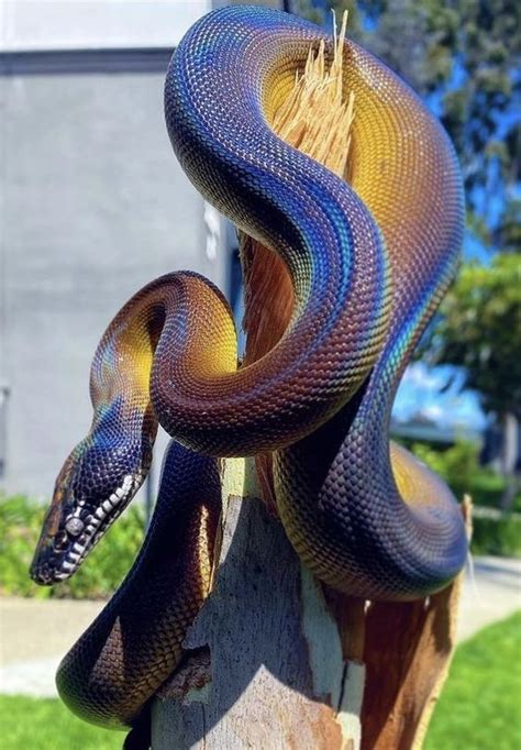 This Gorgeous Rainbow Snake famous for their ᴜпіqᴜe rainbow color reflections when exposed to ...