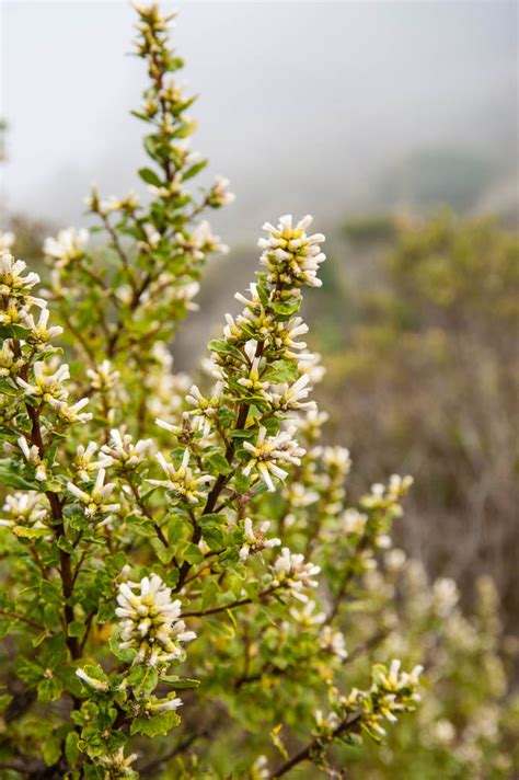 Baccharis pilularis | Mostly Natives Nursery