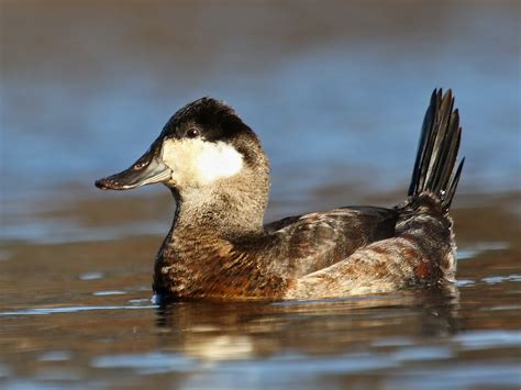 Ruddy Duck - eBird