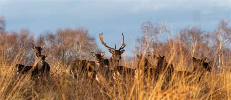 Experience the Best of Namibia Safari Lodges at Aru Game Lodges | by ...