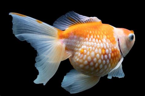 Common Goldfish Diseases: How to Identify and Treat Them