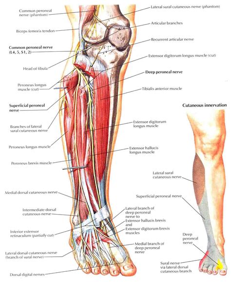 Common Peroneal Nerve | Nerve anatomy and Crps