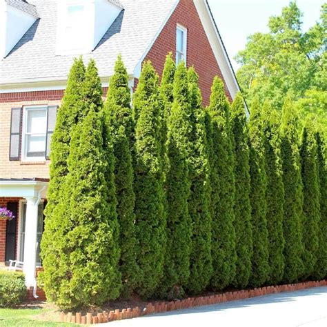 50 American Arborvitae Seeds – Seed World