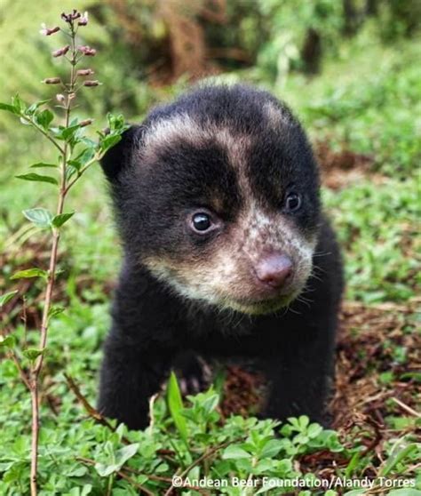 Andean bear cub sometimes known as the spectacled bear. :) | Spectacled bear, Scary animals, Bear