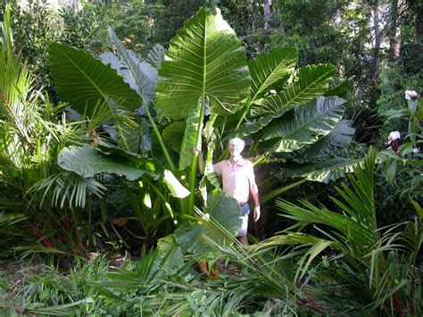 Giant Taro - Eat The Weeds and other things, too