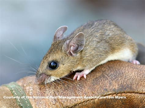 Common Types of Rodents - Different Rodent Types