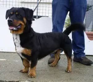 Does A Rottweiler Hound Mix Make A Good Pet? | Rottweiler Life