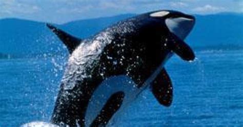 Court ruling compels Ottawa to protect killer-whale habitat ...