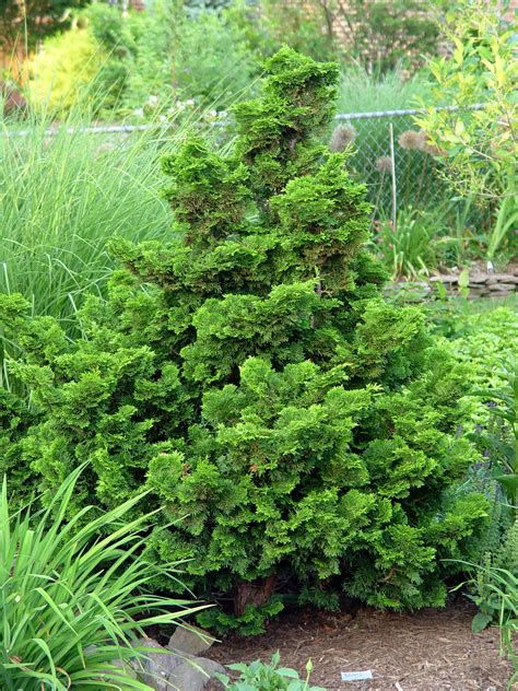 Dwarf Hinoki cypress 'Nana Gracilis' | Garden Housecalls