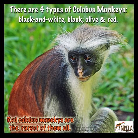 #LuvWildlife #ColobusMonkey | Types of monkeys, Monkey, Primates