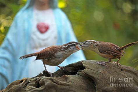 Mother Wren Feeding Juvenile Wren Photograph by Luana K Perez