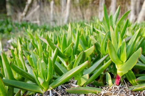 Native Australian Succulents: Complete Guide | Ultimate Backyard