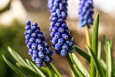 Free picture: grape hyacinth, flora, garden, nature, green leaf, plant