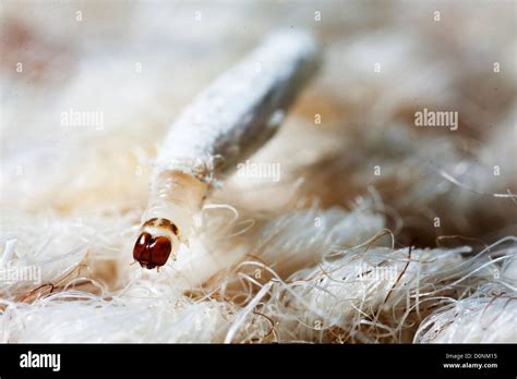 Carpet Larvae Moth - Carpet Vidalondon