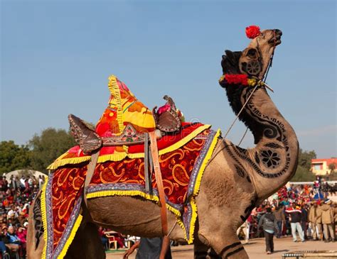 Dromedary Camel on Annual Camel Festival in Rajasthan, India Editorial ...