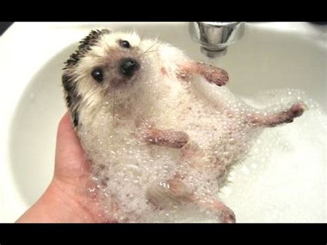 Cute And Funny Hedgehog Videos Compilation 2014 [NEW] - YouTube