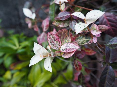 Stunning Loropetalum Companion Plants That Will Make Your Garden Pop - kyoto-travels