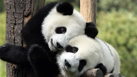 Pandas Hugging