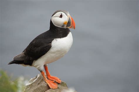 Puffin Iceland Bird · Free photo on Pixabay