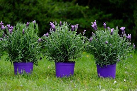 Can Lavender Grow Indoors in a Pot? - GardenPathInsider