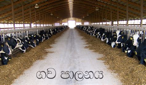 ශ්‍රී ලංකාවේ සත්ත්ව පාලනය - ගව පාලනය (කොටස 2) ~ අපේ උරුමය (Our Inheritance)