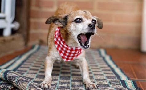 How To Stop Your Dog From Whining & Reasons They Do It - Canine Journal