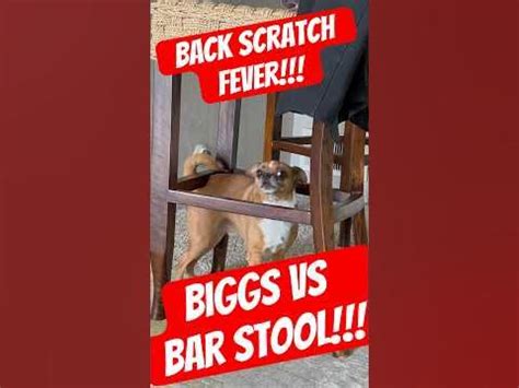 MR BIGGS VS BAR STOOL, BACK SCRATCH FEVER!!! - YouTube