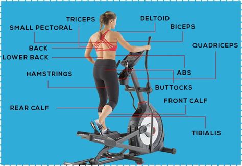 What Muscles Does the Elliptical Machine Work? 12 Benefits of ...