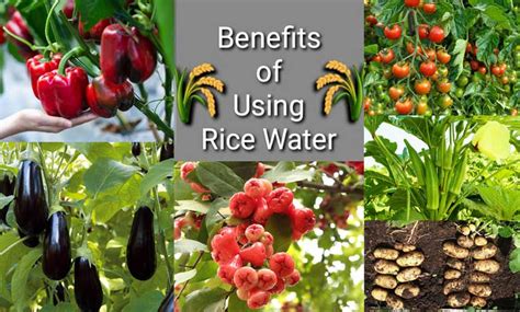 Rice Water Benefits for Garden Scientifically Proven - SVG