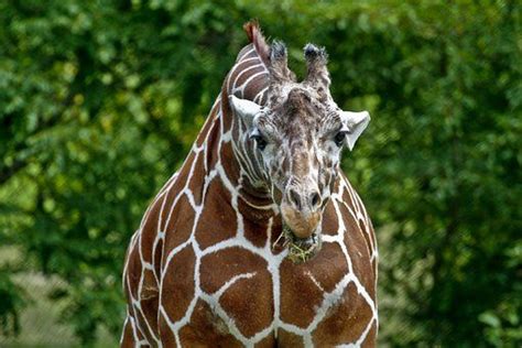 A rare variety known as the short-necked giraffe #giraffeoftheday | Giraffe pictures, Giraffe ...