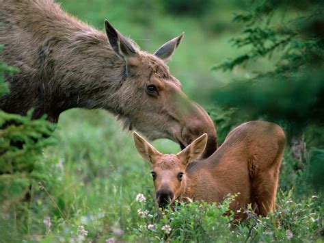 Baby Moose Wallpapers - Wallpaper Cave