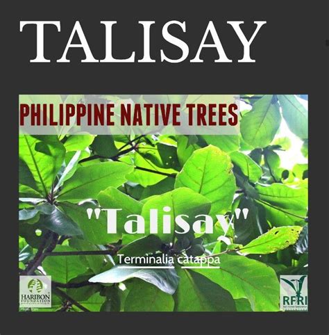 Talisay: The Autumn Tree of the Philippines