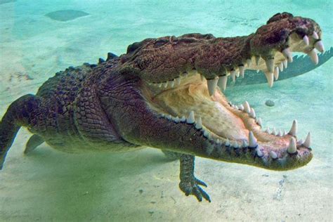 Cooling Climate Caused Crocodilian Retreat