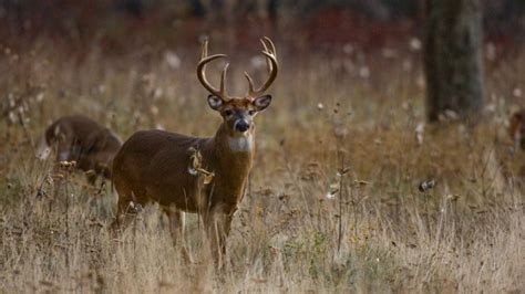 Shenandoah National Park | Outdoor Photography Guide