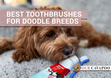 Top 5 Best Dog Toothbrushes for Doodles - Our Cavapoo