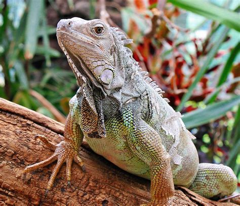 Free picture: lizard, reptile, wildlife, eye, iguana, animal