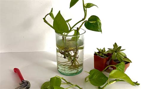 How To Easily Propagate Philodendron In Water | UnAssaggio