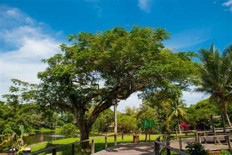 Huge Trees and a Wooden Road. Kuching To Sarawak Culture Village. Malaysia Stock Image - Image ...