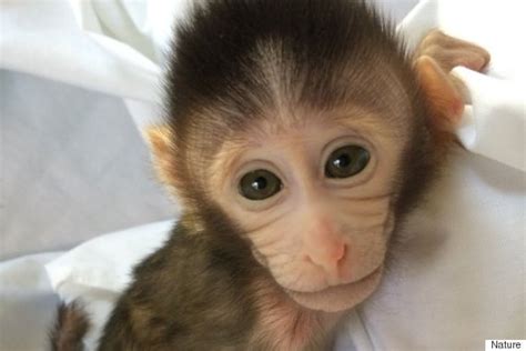 Chinese Scientists Create 'Autistic' Monkeys In 'Cruel' Research Study ...