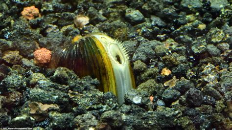 Freshwater Clams: Care, Food, Size, Lifespan & Tankmates - Video