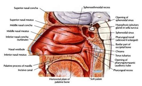 Diagram Of Sinus Cavity | Sinus cavities, Paranasal sinuses, Sinusitis